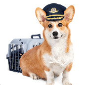 Зоо такси для перевозки животных